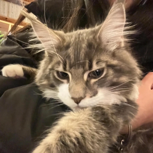 wechat酷拽拽小猫头像