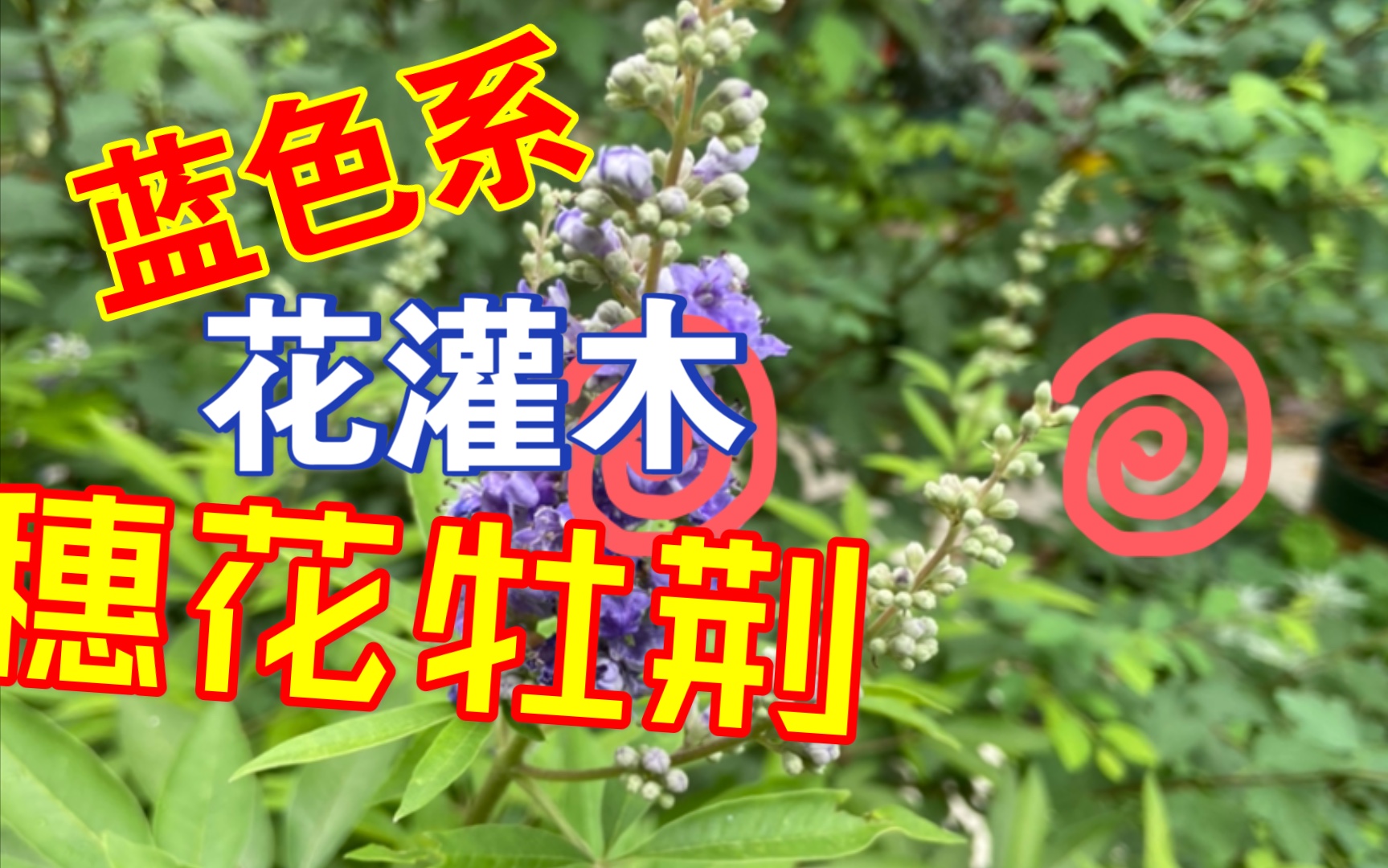 蓝色系花灌木穗花牡荆哔哩哔哩bilibili