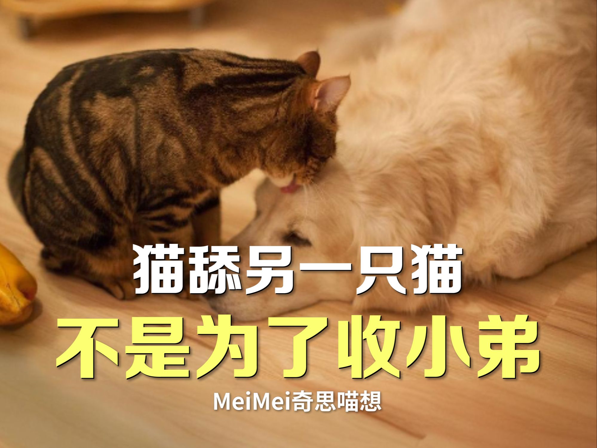 深度剖析猫咪舔毛.哔哩哔哩bilibili