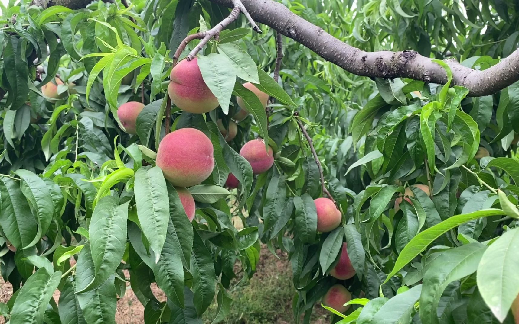 当地的桃子已经成熟却无人来收,果农坐在地里直发愁,到底咋回事