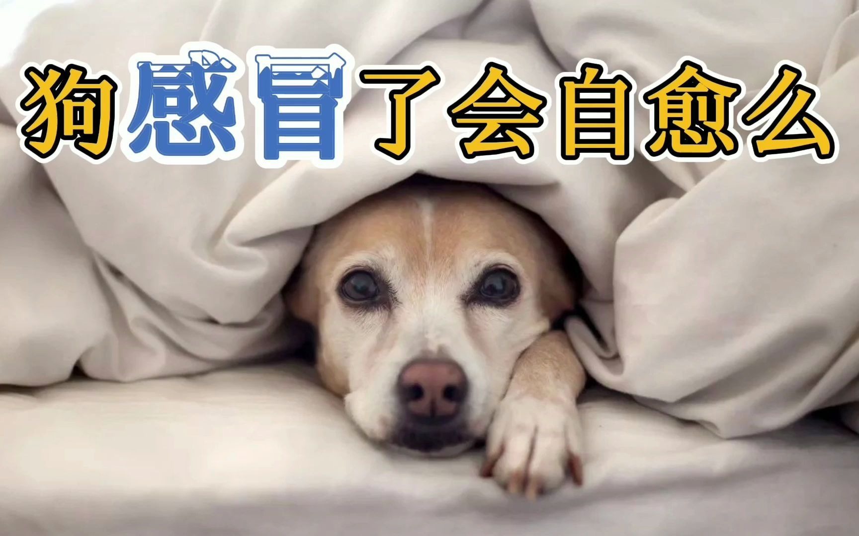 狗感冒了会自愈么哔哩哔哩bilibili