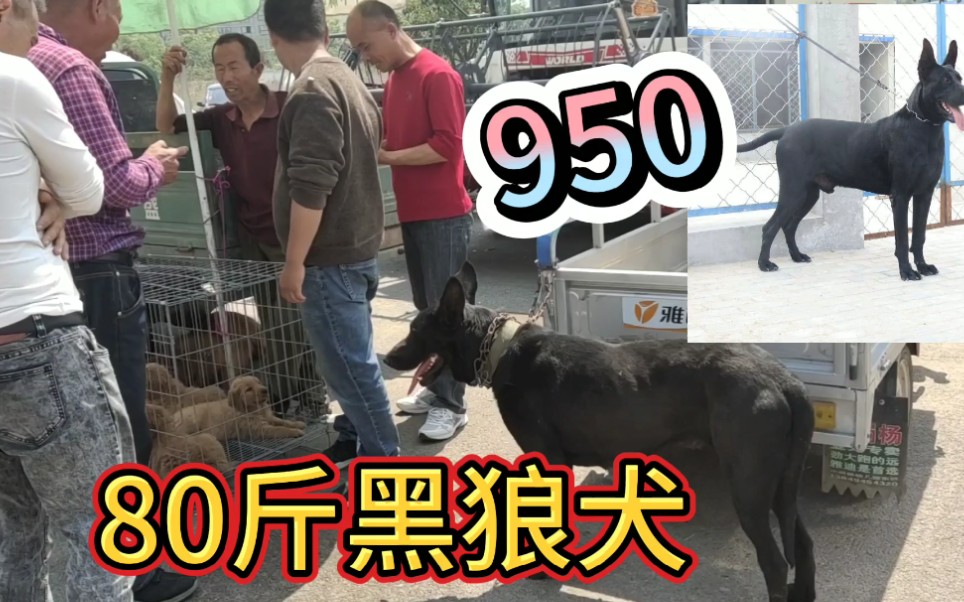 河南狗市,德牧犬200,黑狼犬950,这价格是真不贵哔哩哔哩bilibili