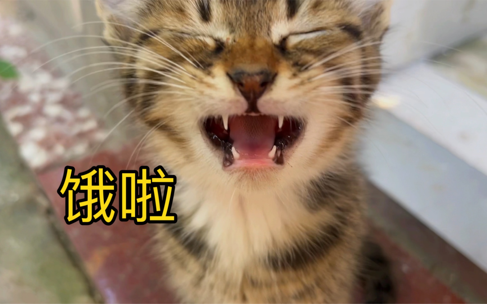 小奶猫真的不知道饱吗?每次都得手动关机哔哩哔哩bilibili