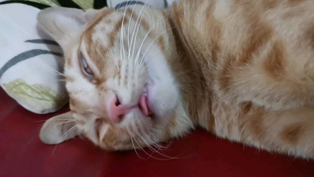 翻白眼睡觉的猫咪,还把小舌头伸出来了