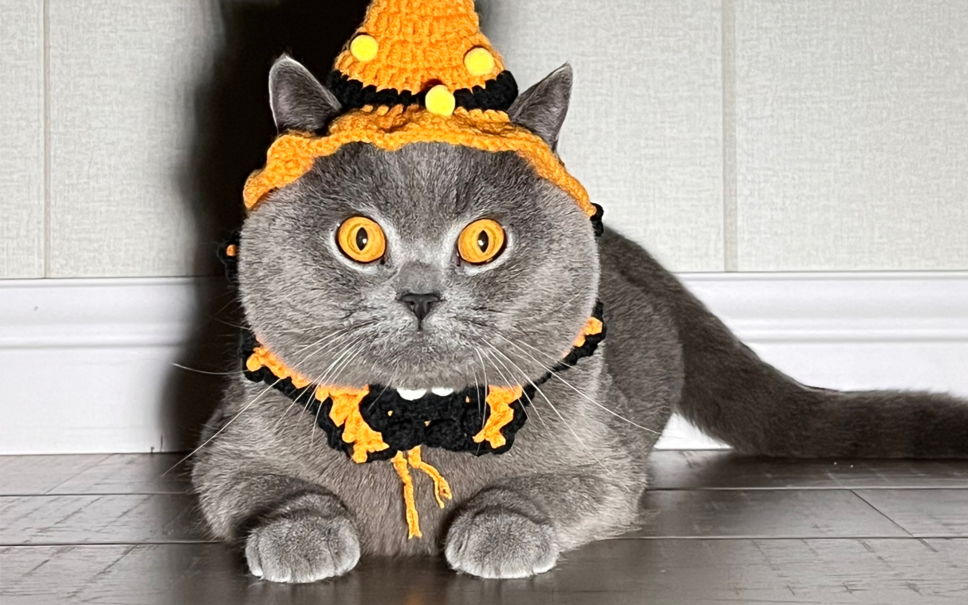 万圣节我家猫cos可爱鬼