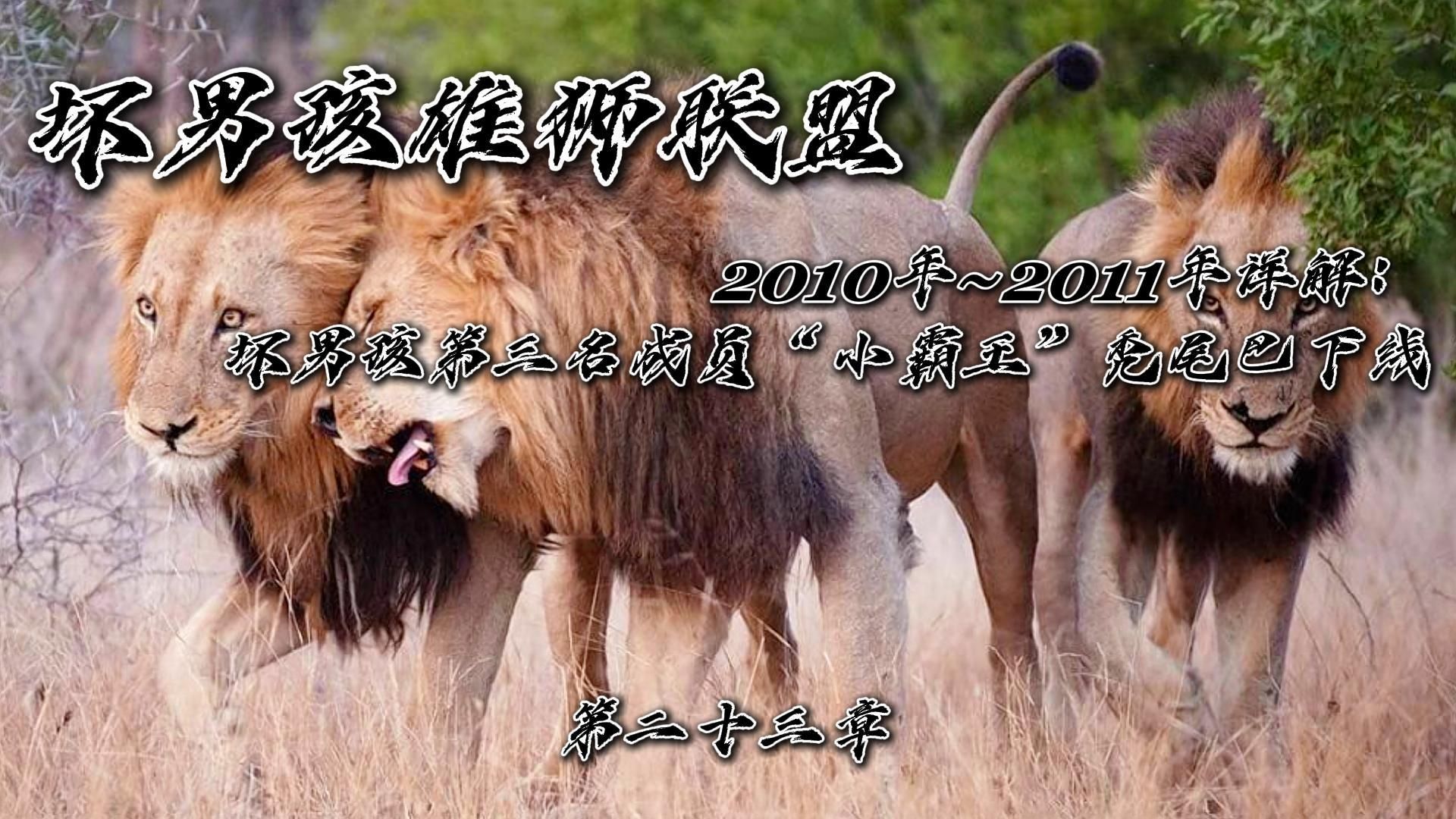 23.坏男孩雄狮联盟2010年~2011年详解:坏男孩第三名成员“小霸王”秃尾巴下线哔哩哔哩bilibili