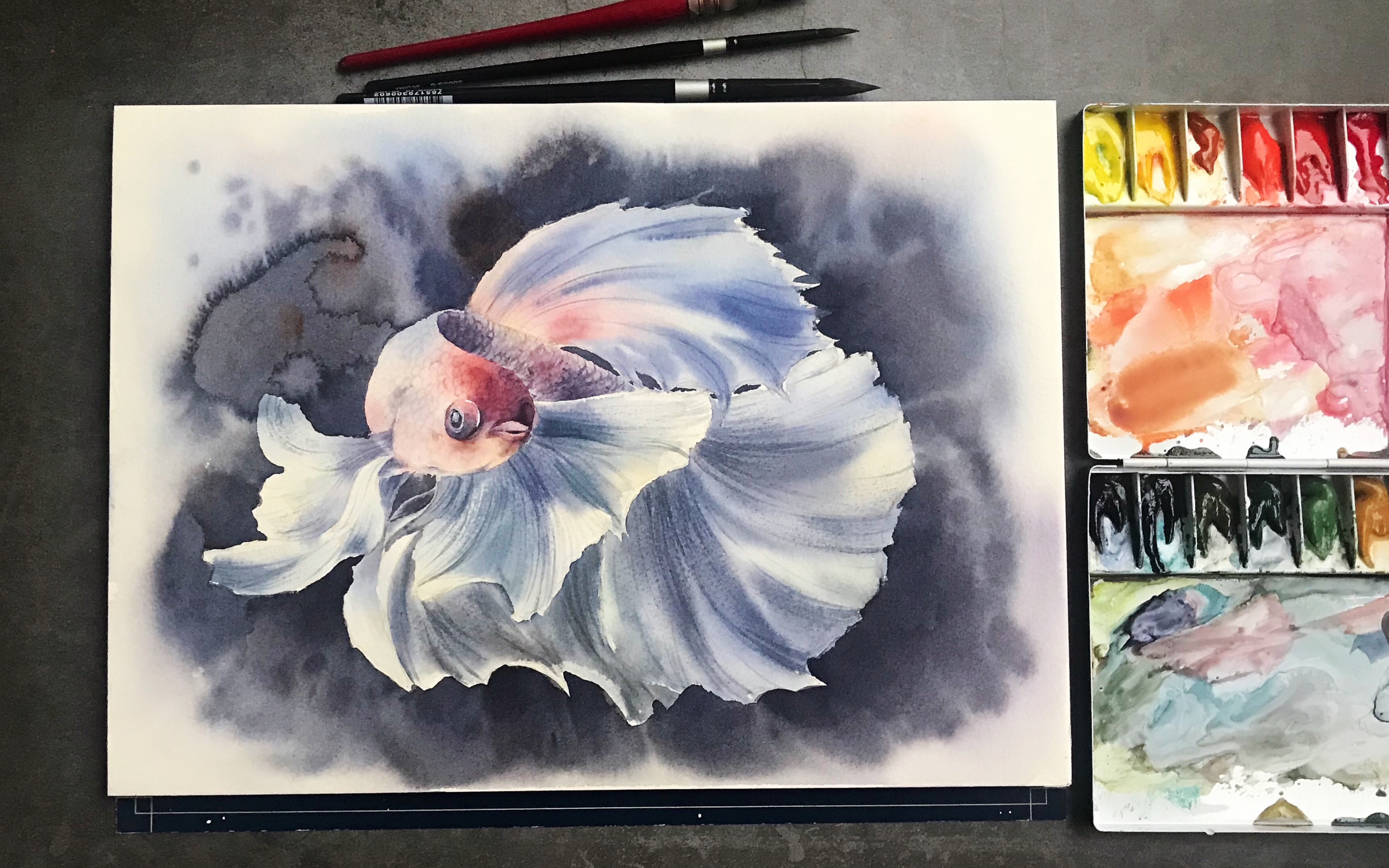 水彩斗鱼真的太美了手绘一条白色的斗鱼吧