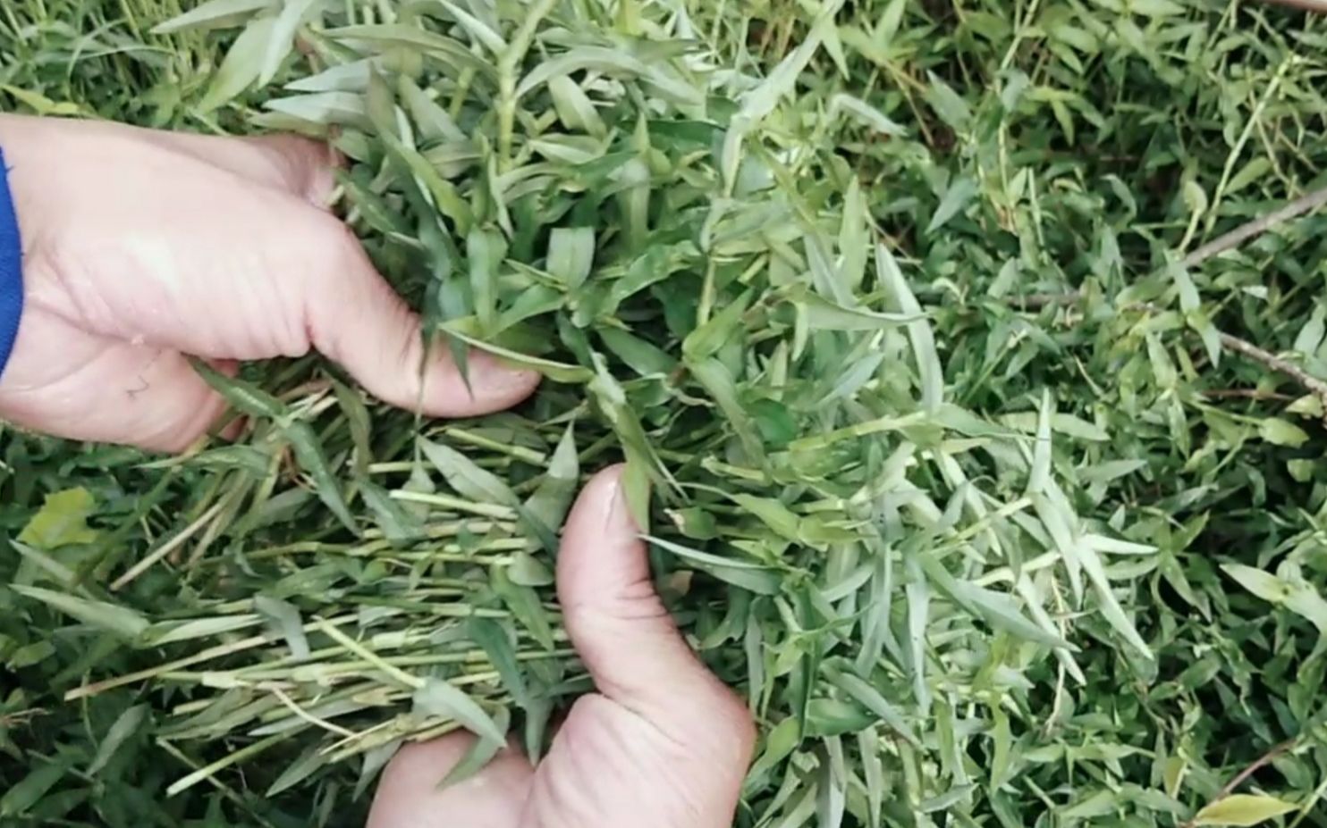 这种农村田间地头常见的竹叶菜,不仅做菜好吃,还有不错的药用价值