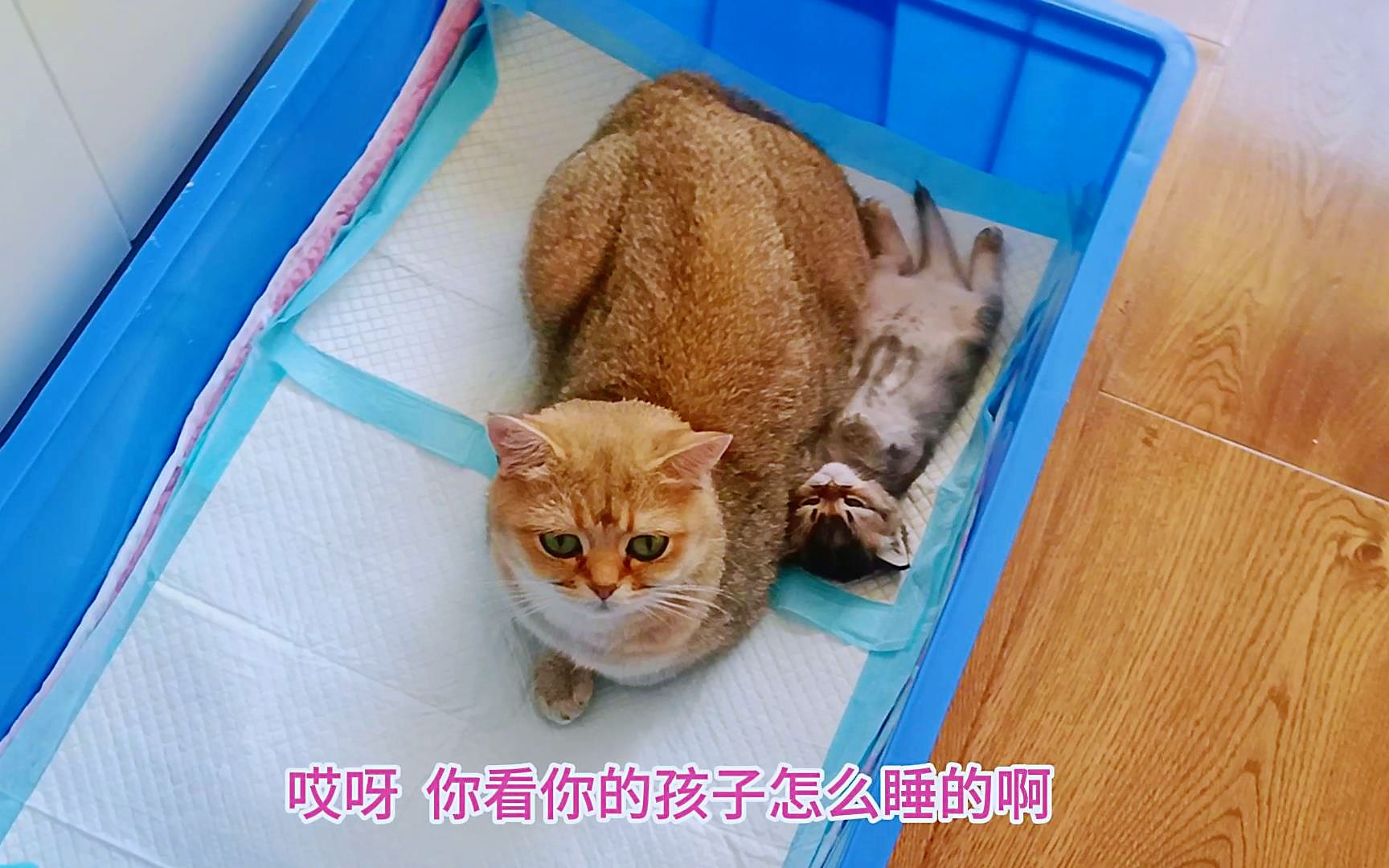 满月的小奶猫顽皮了,猫妈妈喂它时疼得直叫唤,看着让人太心疼了哔哩哔哩bilibili