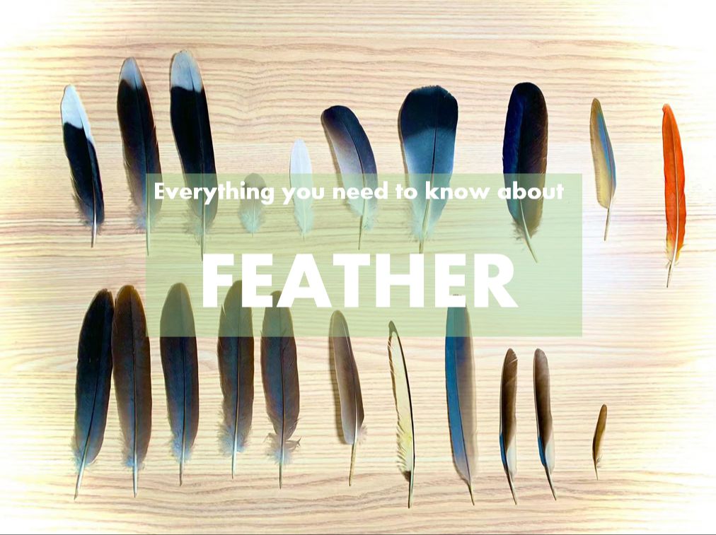 《Feather》羽毛——你需要知道的关于羽毛的一切哔哩哔哩bilibili