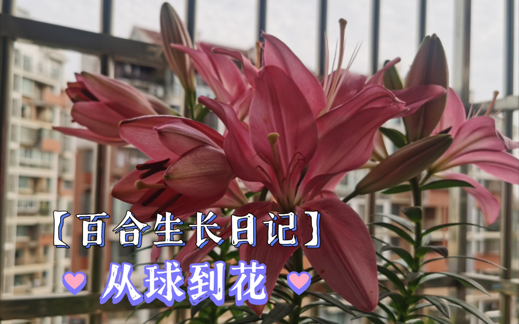 百合花生长日记哔哩哔哩bilibili