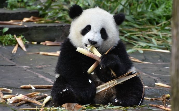 大熊猫乔伊大头特写福利乔伊伊吃个笋笋都萌洗泥萌