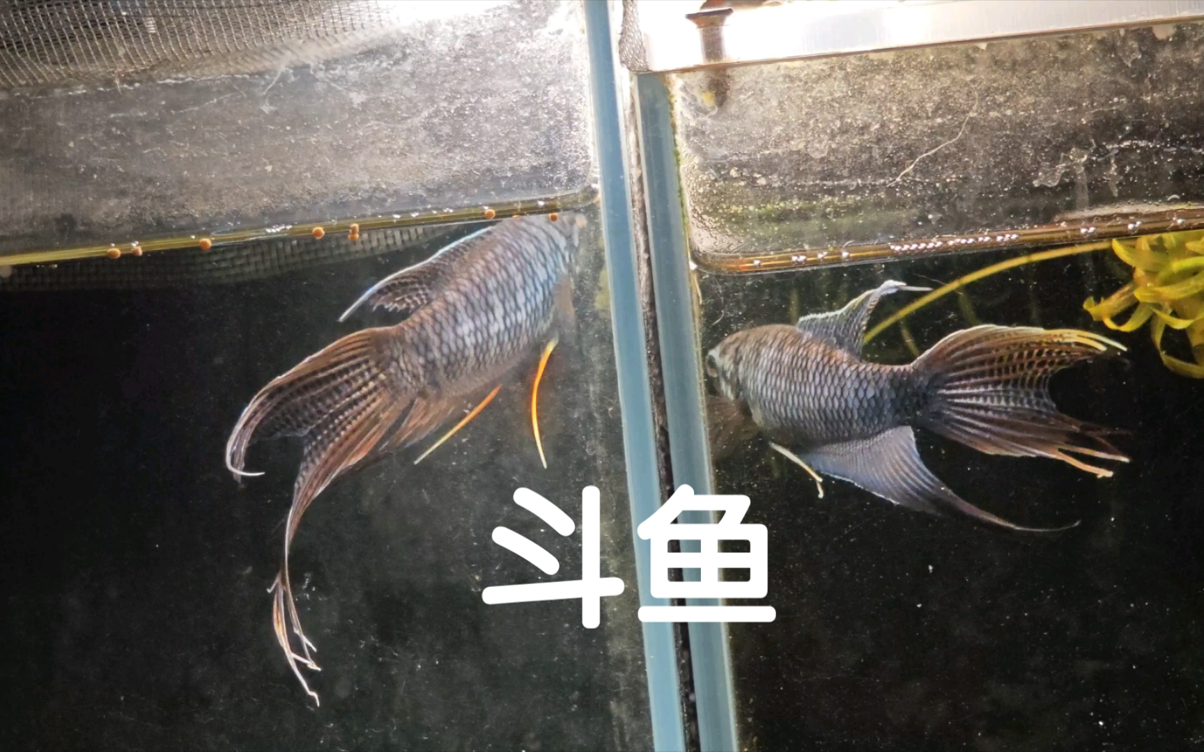 感受一下国产斗鱼的魅力