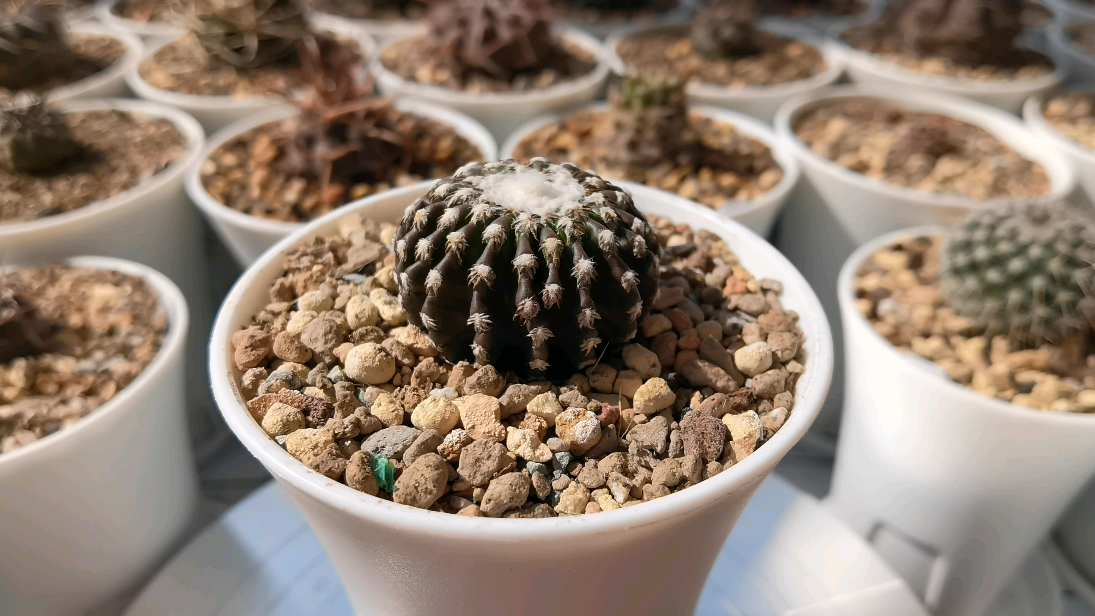 魔物之森 — 奇特球 55