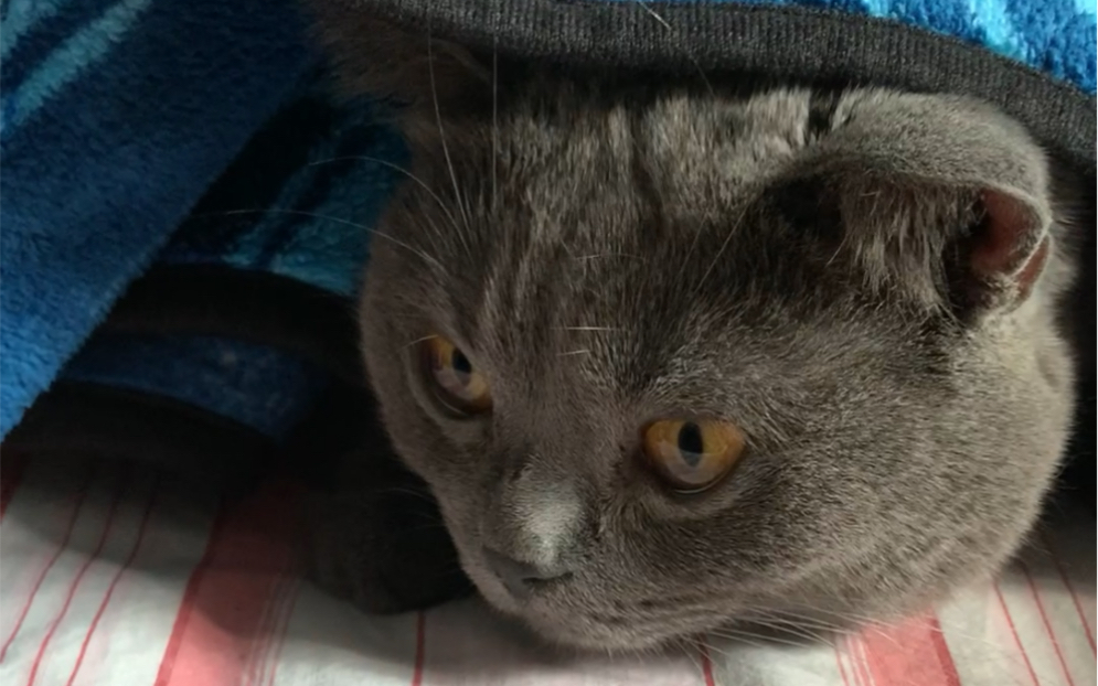 【蓝猫】找到了舒适区的桑代克