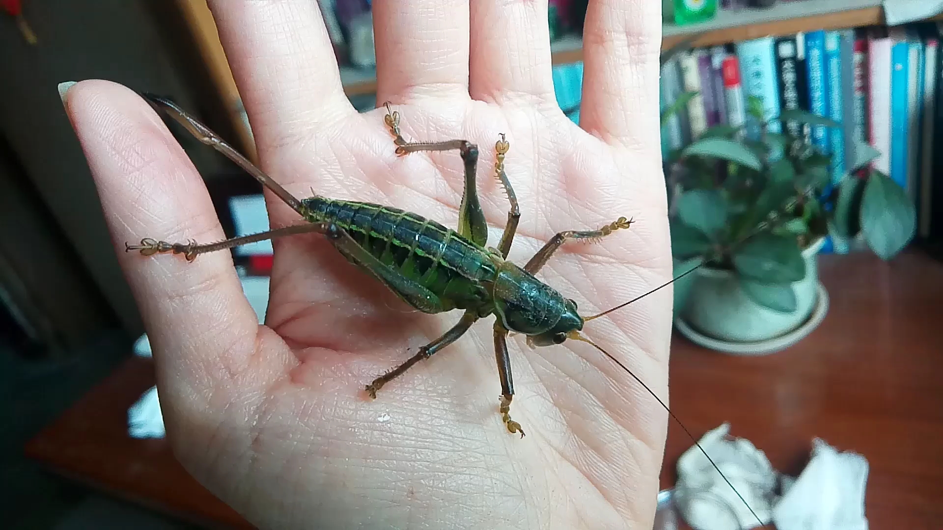 今年的11号蝈蝈,大蜕前后,六蜕挂的太低,产卵针有点问题