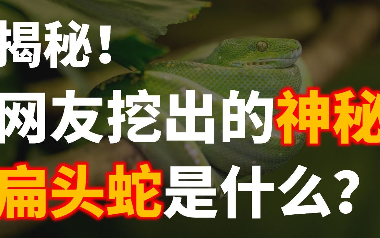 地里挖出“未知扁头蛇”?结局也太反转了.揭秘大家最近关心的“神奇”生物~哔哩哔哩bilibili