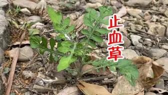 下载视频: 这种植物就是大名鼎鼎的“止血草”，很多人不知道，一起了解下