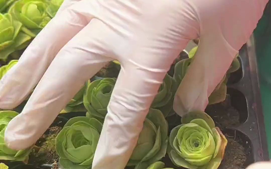 多1肉玫瑰#多肉植物#多肉植物基地#多肉种植基地#控养多肉植物#夏季