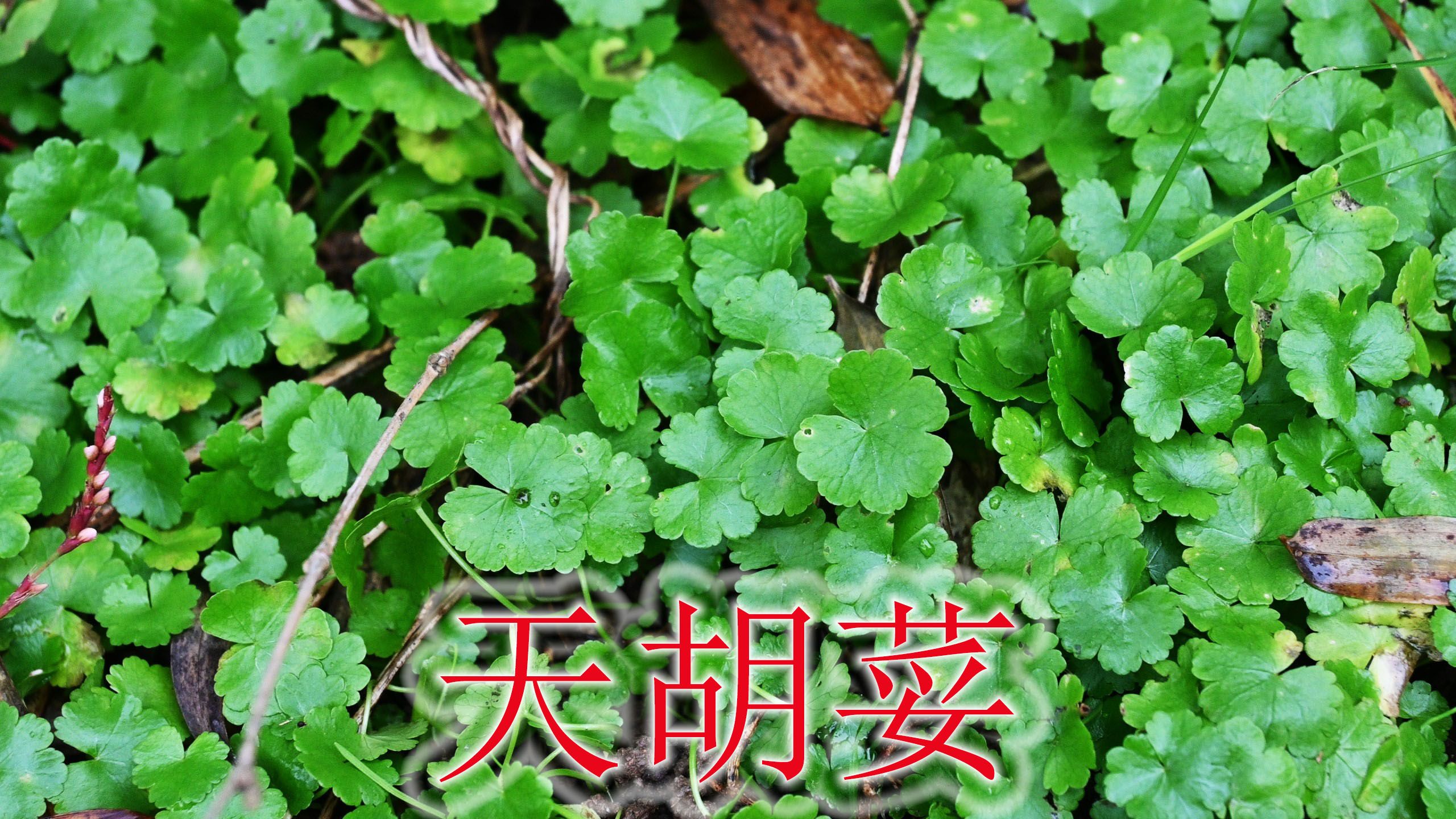 “天胡荽”有人当野香菜,植物别名“破铜钱”,利用得好是个宝哔哩哔哩bilibili