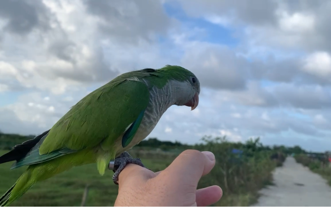 金刚和尚葵花鹦鹉彻底回归自然