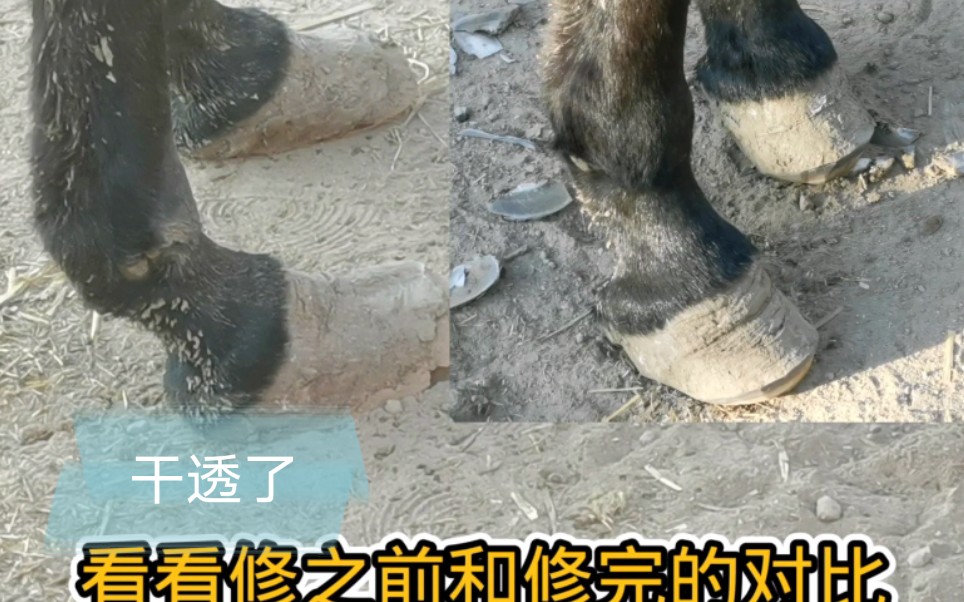 怀孕大母驴蹄子风化干透修蹄子真听话一动不动修完驴子舒服