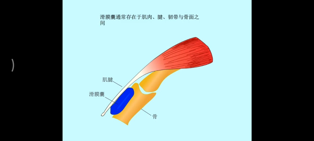 腱鞘结构图片