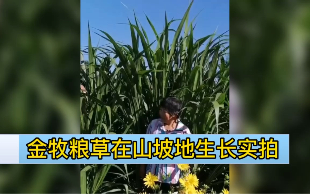 [图]金牧粮草在北方山坡地第一年栽种生长实拍，分蘖强，亩产高，多年生