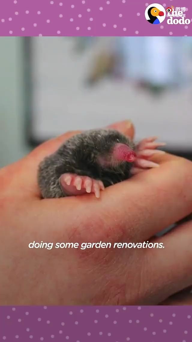 被人类养大的小鼹鼠