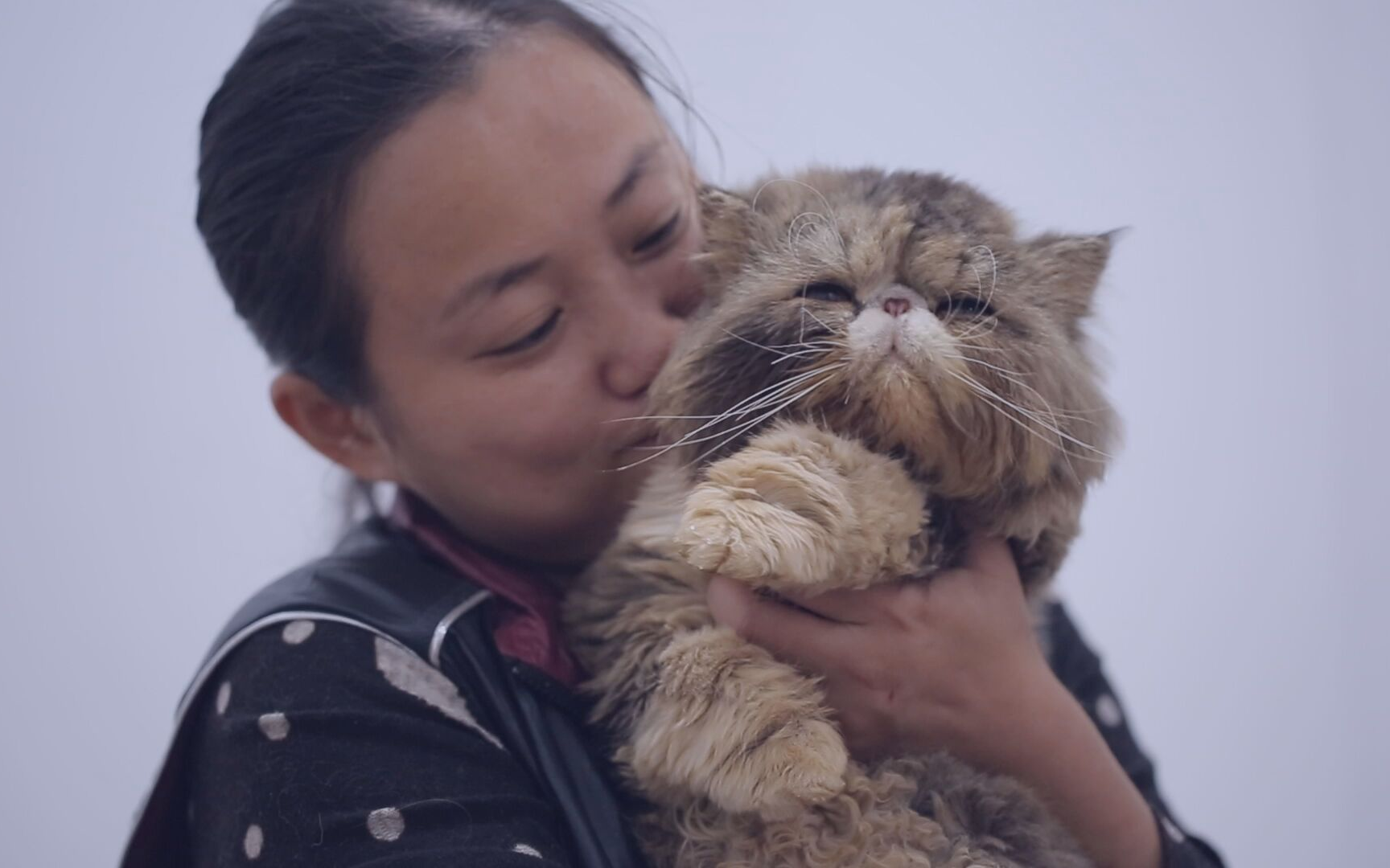 [图]这只猫一生都在生育，在没有价值后被弃街头差点死掉