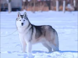 Download Video: 雪域王子一雷一冠军哈士奇雪景