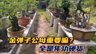 Descargar video: 金弹子公母重要吗？全是年功货，想不想拥有一棵？