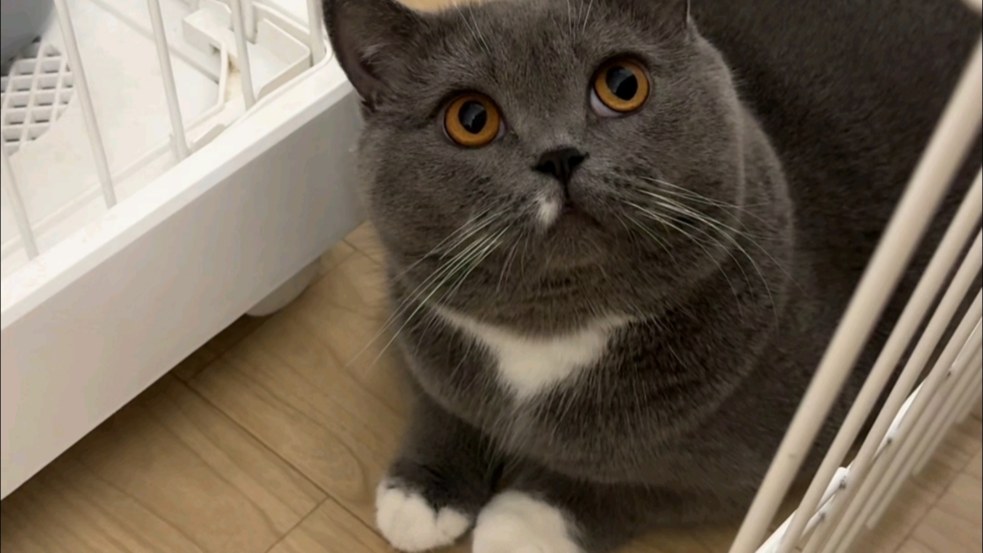 【蓝猫日常】养了两个呆孩子