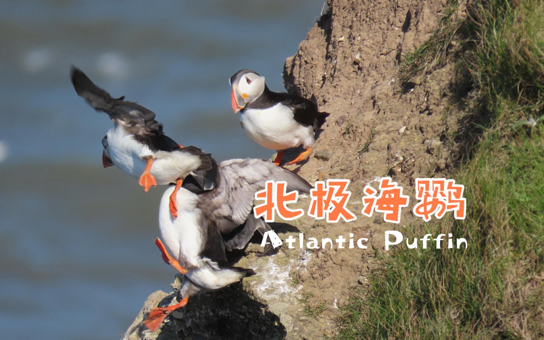 【北极海鹦Atlantic Puffin】不是企鹅也不是鹦鹉哔哩哔哩bilibili