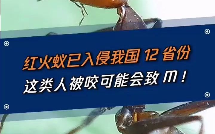 红火蚁已入侵12省份 专家支招:遇到快跑 攻击性极强【红火蚁已入侵我国435个县市区 红火蚁对农林作物有什么危害】哔哩哔哩bilibili