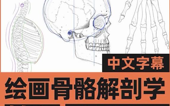 [图]画人先画骨！教你快速掌握人体骨骼！【人体绘画骨骼解剖学教程】