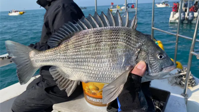 舟山东福大礁海钓挑战大蓝尾黑鲷