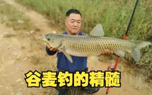 Tải video: 想成为谷麦钓的高手吗，作为资深玩家，干货分享谷麦钓的精髓