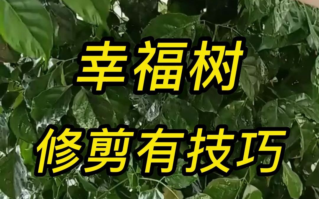 幸福树修剪有技巧哔哩哔哩bilibili