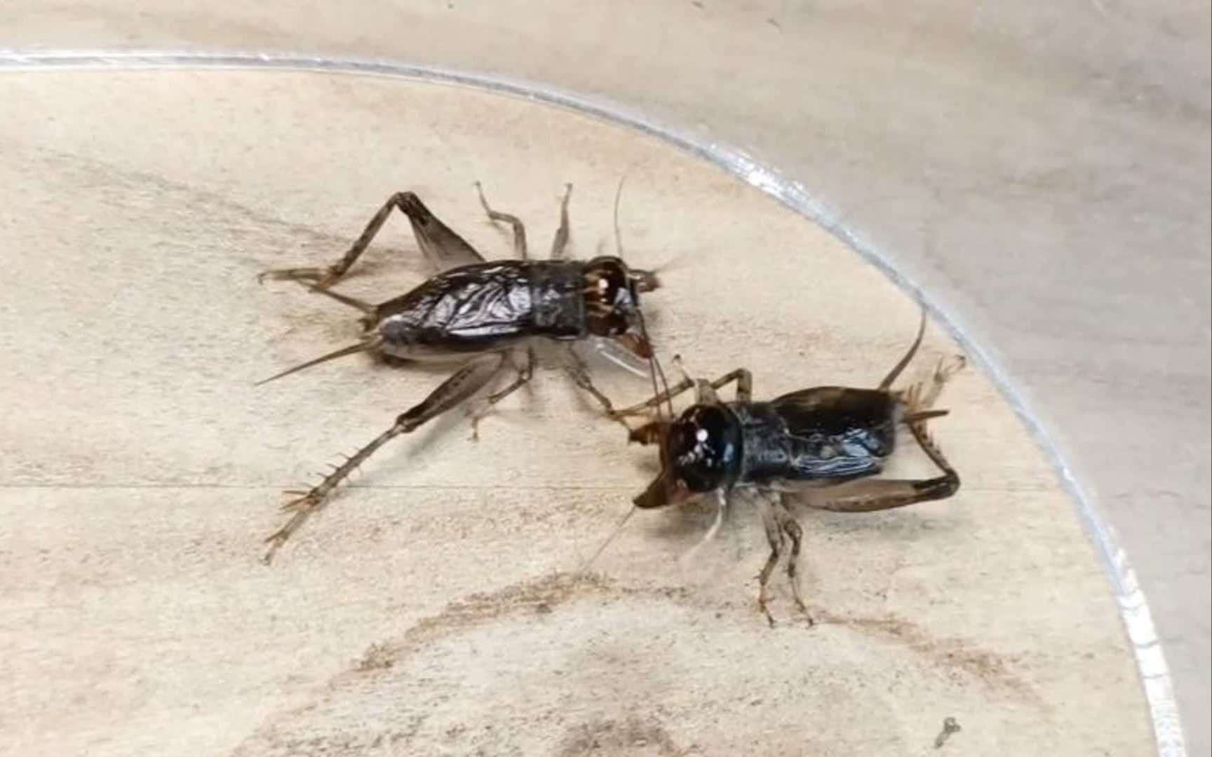 [图]虫王再现，独腿超大红牙虫王对战麻头黄蛐蛐，一起目睹精彩对决