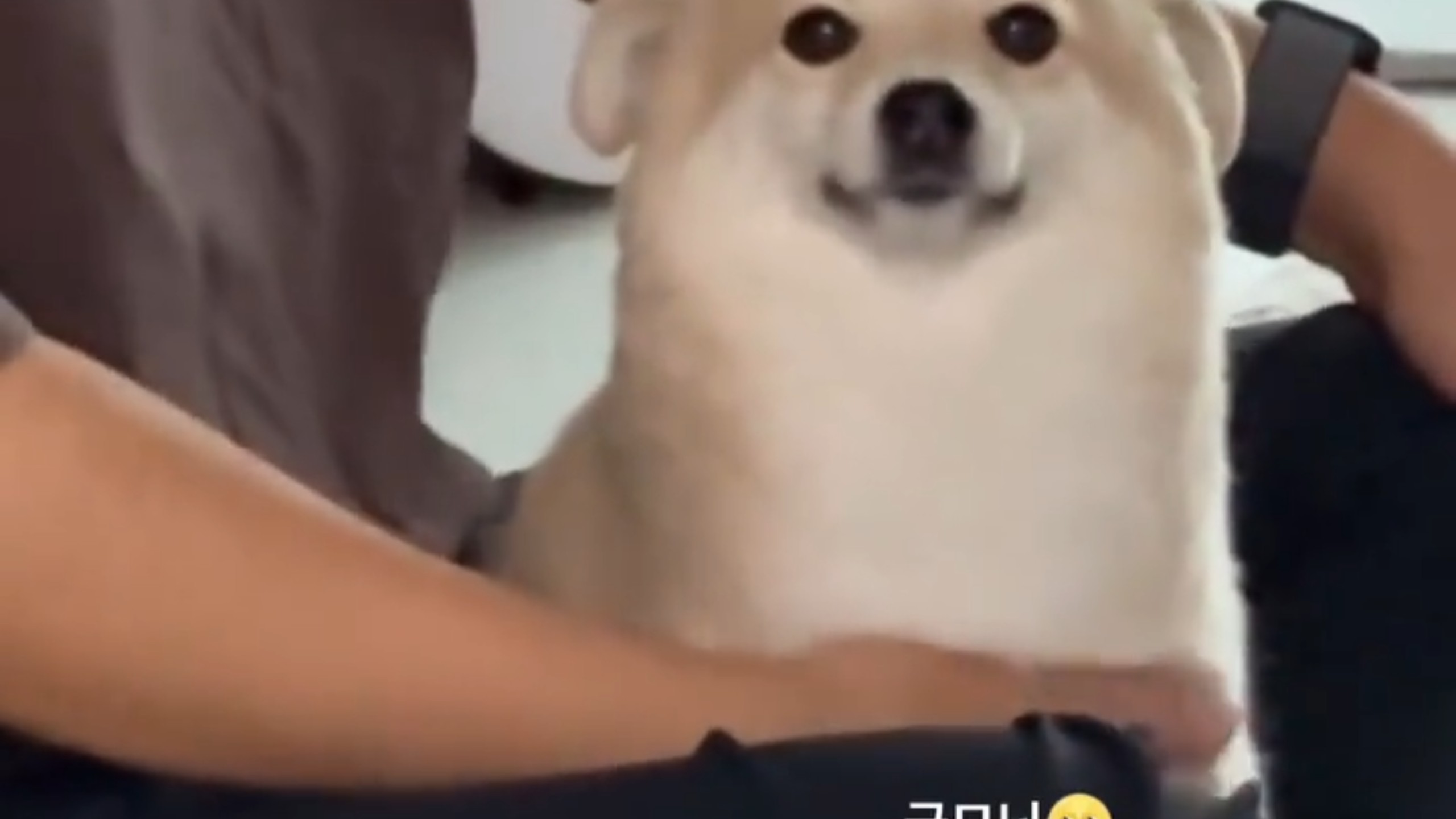 是狗狗，是海豹，是qq肠，是无法上吊之物……心虚和谄媚还同时出现在了小狗脸上
