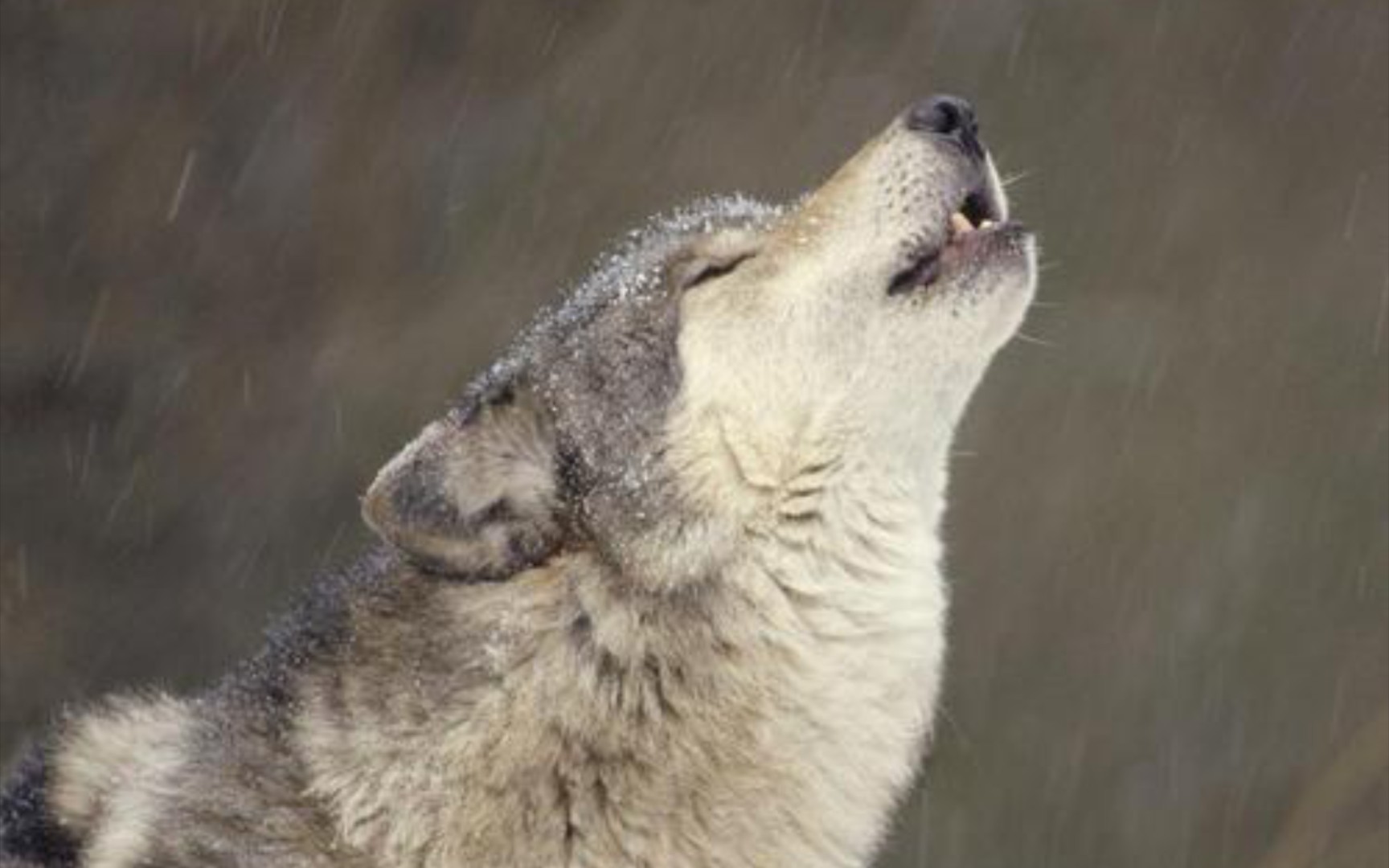 【狼】动物园的狼嚎.