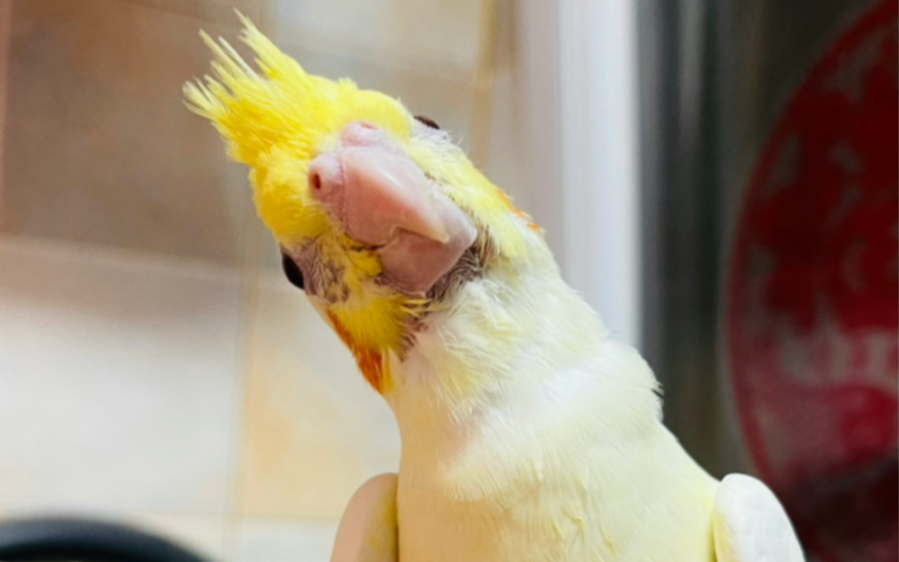 从四颗蛋到4只健康的鸟,四喜丸子们长大啦!2021.6.16