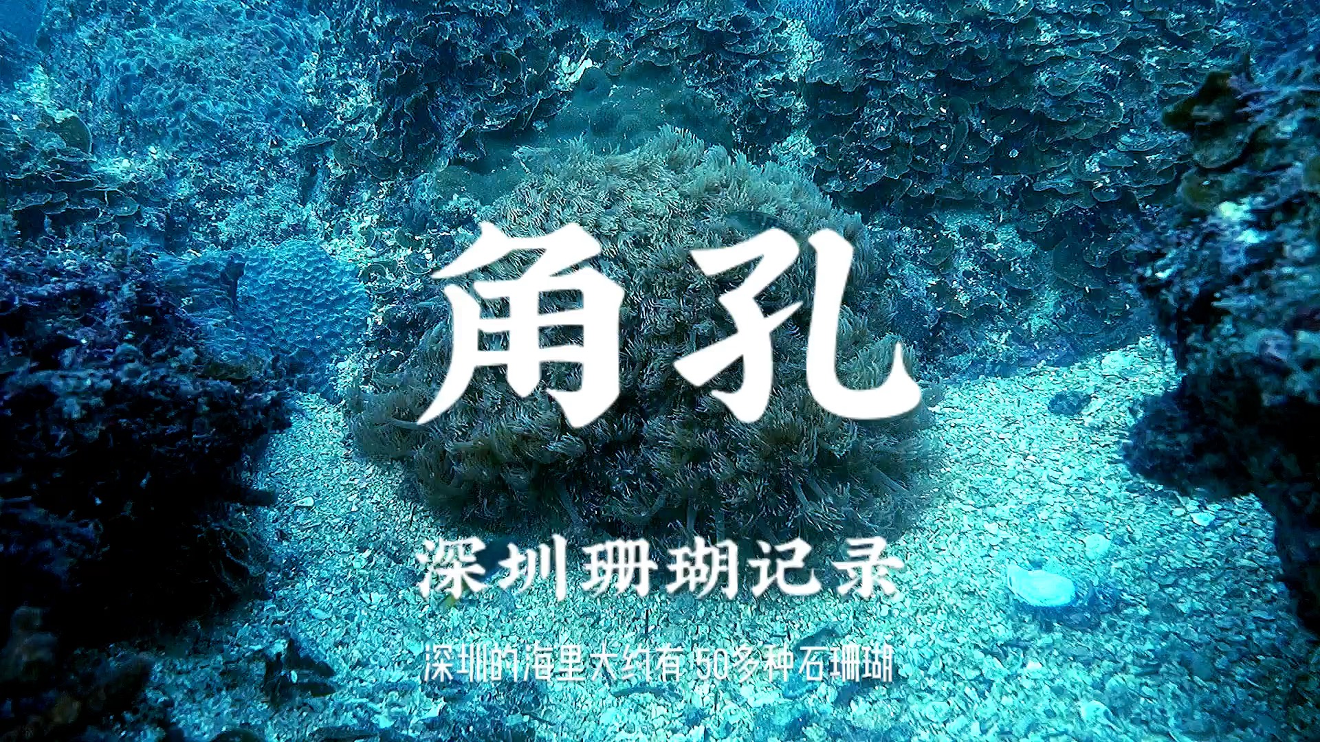 角孔珊瑚 深圳石珊瑚哔哩哔哩bilibili