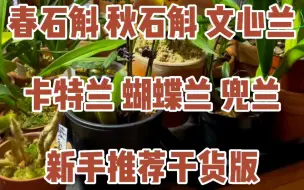 Video herunterladen: 新手兰科推荐！春石斛 秋石斛 文心兰 卡特兰 西蕾丽蝴蝶兰 兜兰…哪个优先推荐给大家？