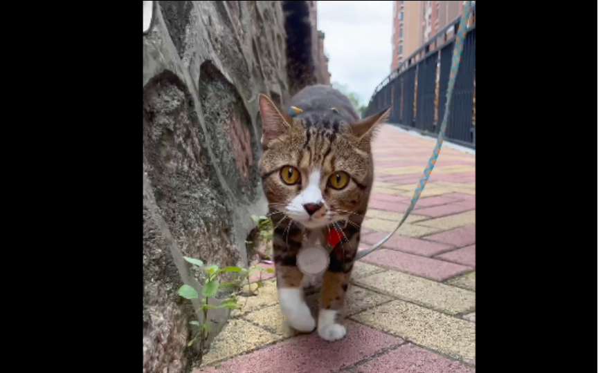 高举尾巴的猫咪正在向你无限逼近哔哩哔哩bilibili