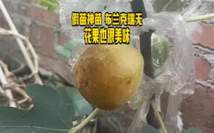 下载视频: 假苗神苗 布兰克瑞无花果也很美味