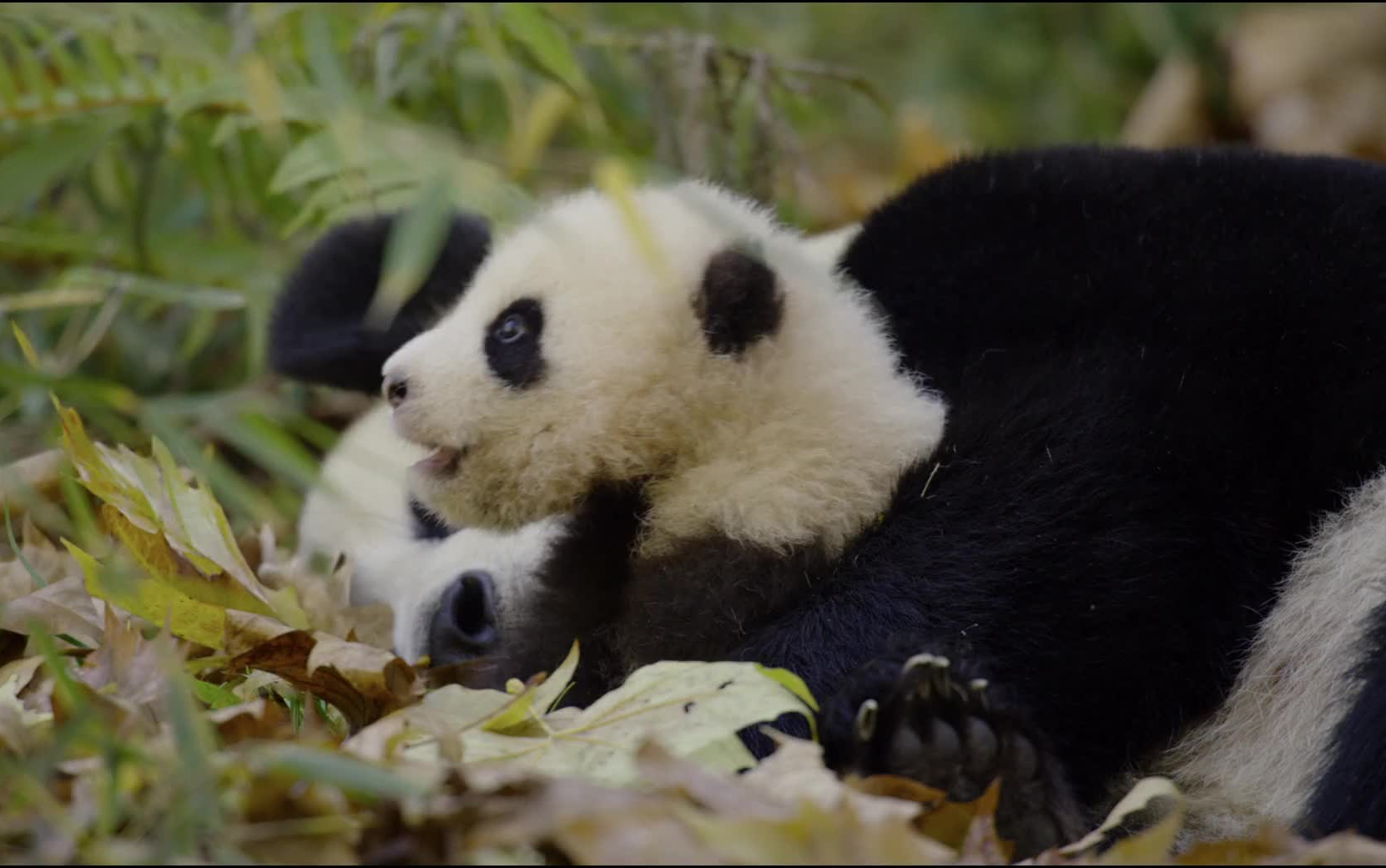 [图]【纪录片】我们诞生在中国（2016） 超清1080p 国语中文字幕