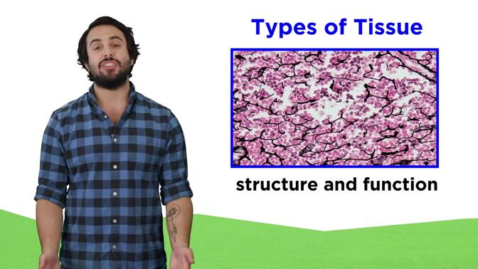 epithelial tissue图片