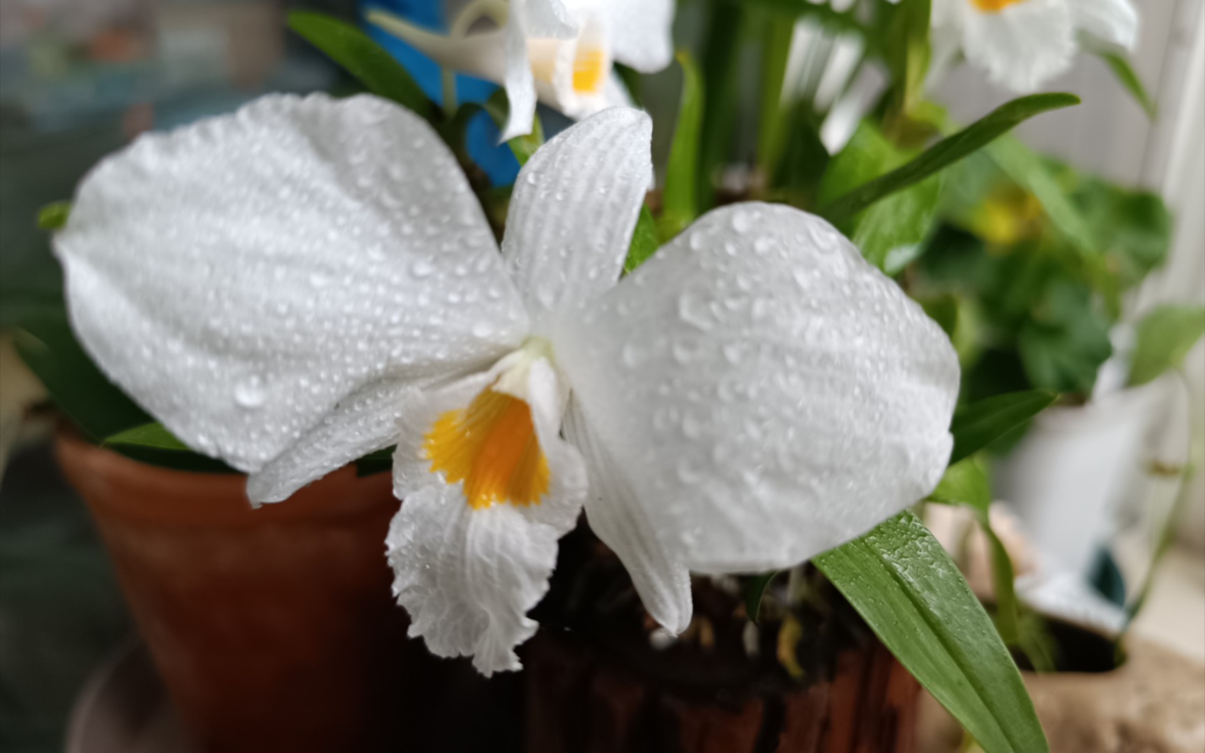 开了一个月的大花美丽石斛,洁白如玉小仙女